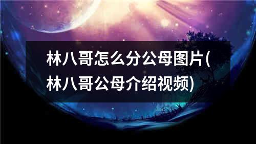 林八哥怎么分公母图片(林八哥公母介绍视频)