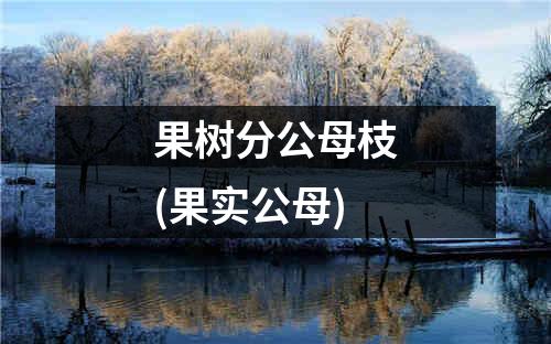 果树分公母枝(果实公母)