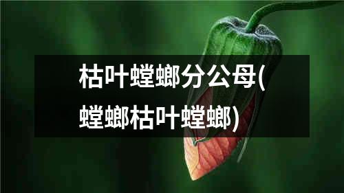 枯叶螳螂分公母(螳螂枯叶螳螂)