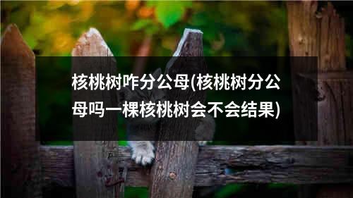 核桃树咋分公母(核桃树分公母吗一棵核桃树会不会结果)