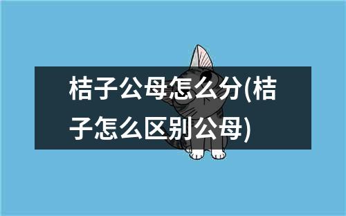 桔子公母怎么分(桔子怎么区别公母)