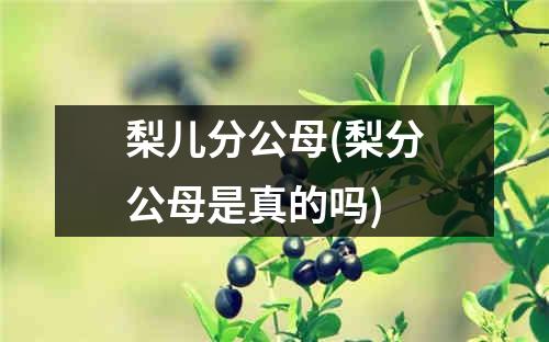 梨儿分公母(梨分公母是真的吗)