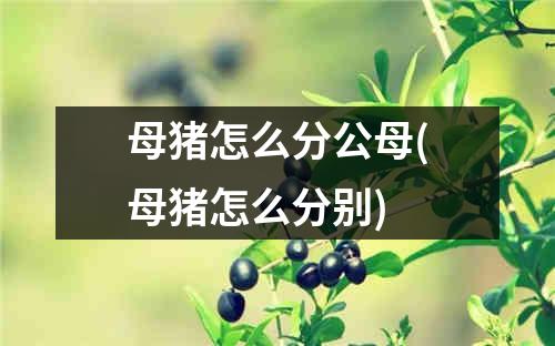 母猪怎么分公母(母猪怎么分别)