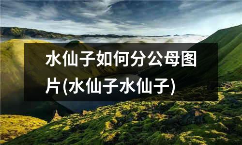 水仙子如何分公母图片(水仙子水仙子)