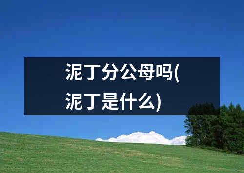 泥丁分公母吗(泥丁是什么)