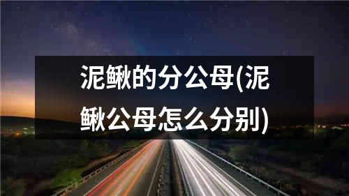 泥鳅的分公母(泥鳅公母怎么分别)