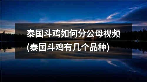 泰国斗鸡如何分公母视频(泰国斗鸡有几个品种)