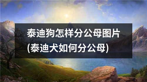 泰迪狗怎样分公母图片(泰迪犬如何分公母)