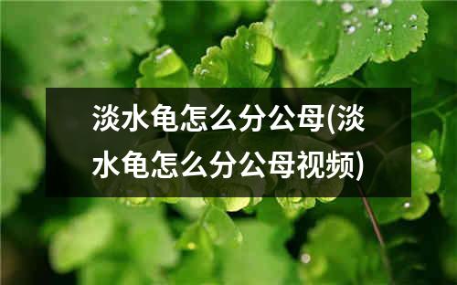 淡水龟怎么分公母(淡水龟怎么分公母视频)