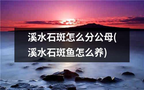 溪水石斑怎么分公母(溪水石斑鱼怎么养)