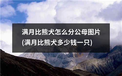 满月比熊犬怎么分公母图片(满月比熊犬多少钱一只)