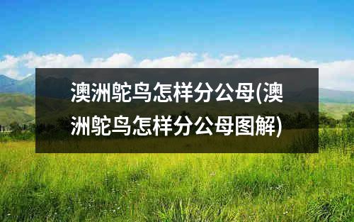 澳洲鸵鸟怎样分公母(澳洲鸵鸟怎样分公母图解)