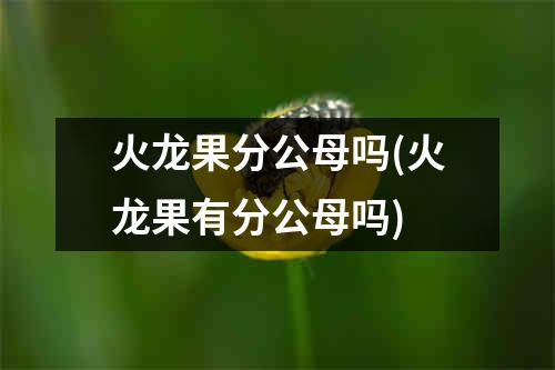 火龙果分公母吗(火龙果有分公母吗)