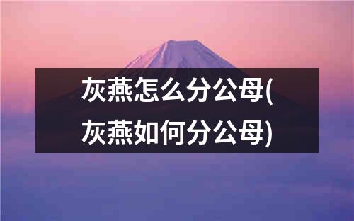 灰燕怎么分公母(灰燕如何分公母)