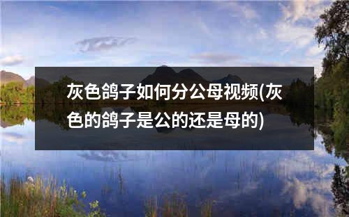 灰色鸽子如何分公母视频(灰色的鸽子是公的还是母的)