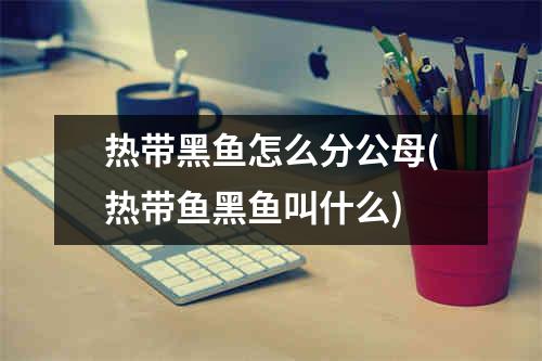 热带黑鱼怎么分公母(热带鱼黑鱼叫什么)