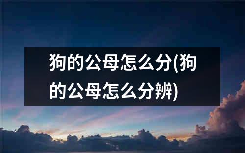 狗的公母怎么分(狗的公母怎么分辨)