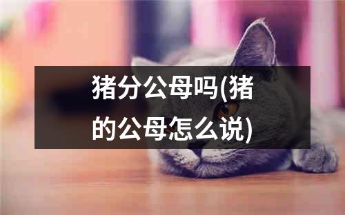 猪分公母吗(猪的公母怎么说)