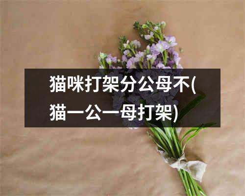 猫咪打架分公母不(猫一公一母打架)