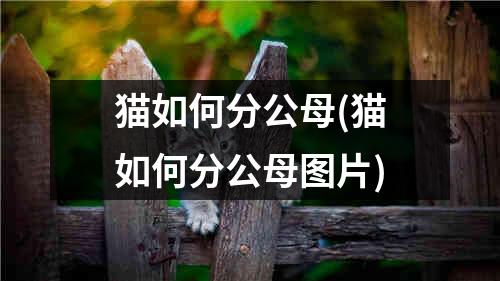 猫如何分公母(猫如何分公母图片)