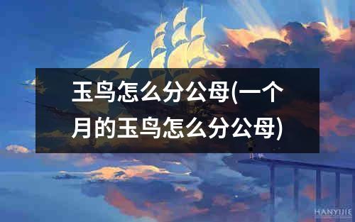 玉鸟怎么分公母(一个月的玉鸟怎么分公母)