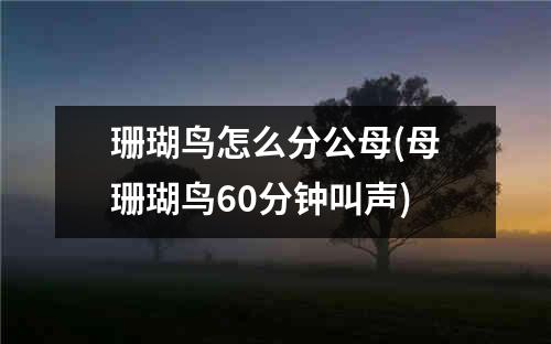 珊瑚鸟怎么分公母(母珊瑚鸟60分钟叫声)