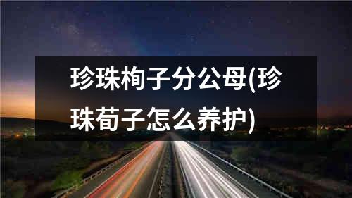 珍珠栒子分公母(珍珠荀子怎么养护)