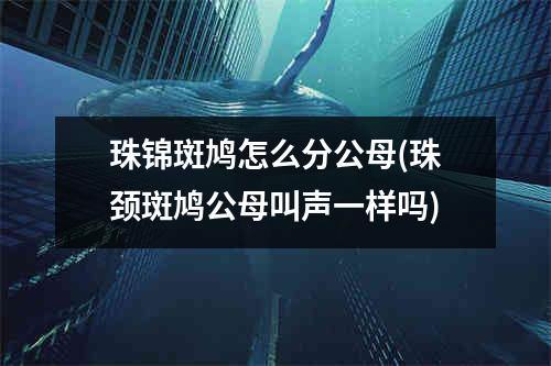 珠锦斑鸠怎么分公母(珠颈斑鸠公母叫声一样吗)