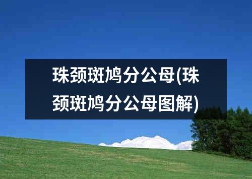 珠颈斑鸠分公母(珠颈斑鸠分公母图解)