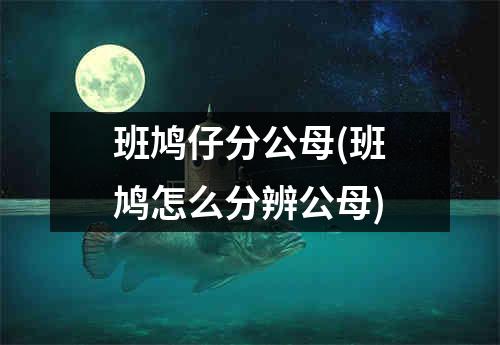 班鸠仔分公母(班鸠怎么分辨公母)