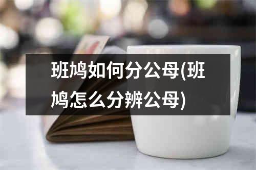 班鸠如何分公母(班鸠怎么分辨公母)