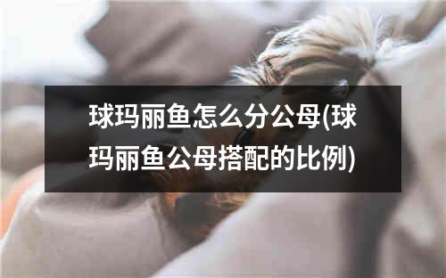 球玛丽鱼怎么分公母(球玛丽鱼公母搭配的比例)