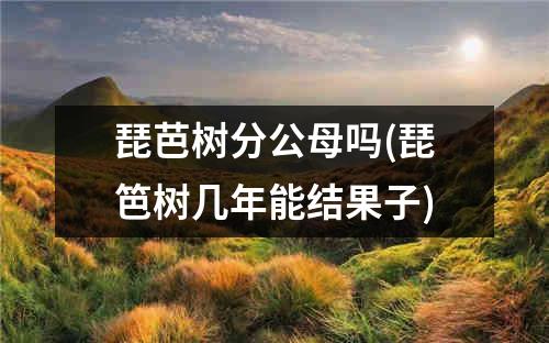 琵芭树分公母吗(琵笆树几年能结果子)