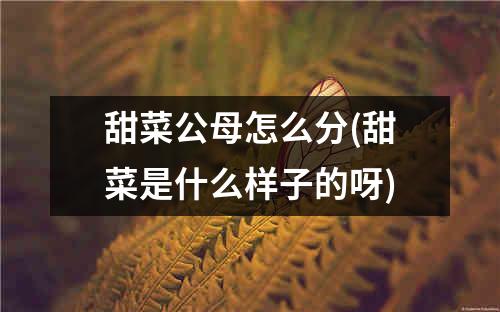 甜菜公母怎么分(甜菜是什么样子的呀)