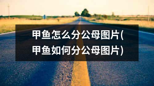 甲鱼怎么分公母图片(甲鱼如何分公母图片)