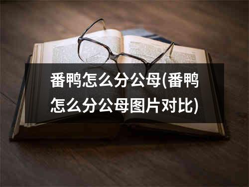 番鸭怎么分公母(番鸭怎么分公母图片对比)