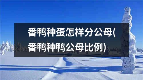 番鸭种蛋怎样分公母(番鸭种鸭公母比例)