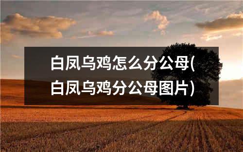 白凤乌鸡怎么分公母(白凤乌鸡分公母图片)