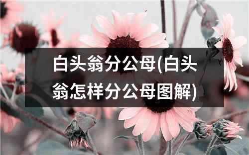 白头翁分公母(白头翁怎样分公母图解)