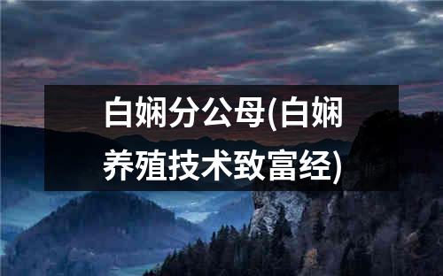 白娴分公母(白娴养殖技术致富经)