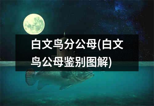 白文鸟分公母(白文鸟公母鉴别图解)