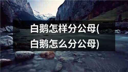 白鹅怎样分公母(白鹅怎么分公母)