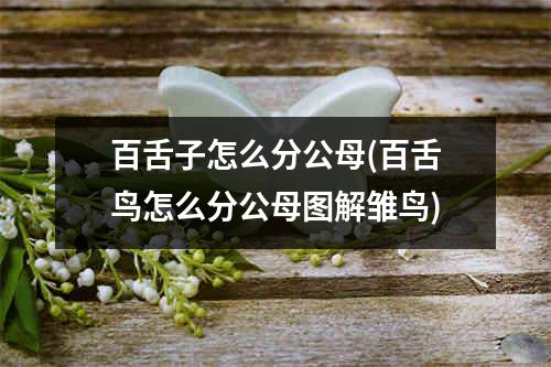 百舌子怎么分公母(百舌鸟怎么分公母图解雏鸟)