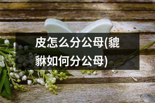 皮怎么分公母(貔貅如何分公母)