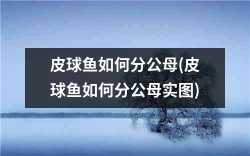 皮球鱼如何分公母(皮球鱼如何分公母实图)