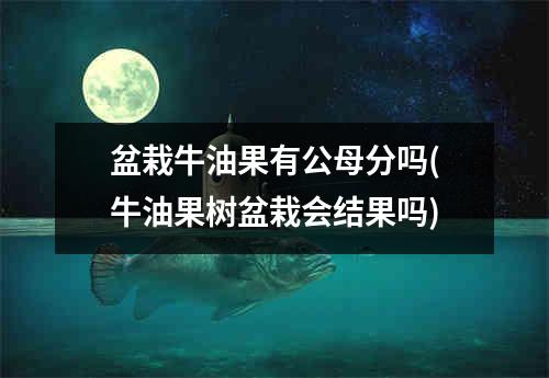 盆栽牛油果有公母分吗(牛油果树盆栽会结果吗)