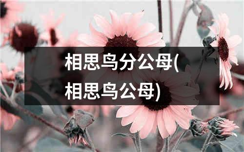 相思鸟分公母(相思鸟公母)