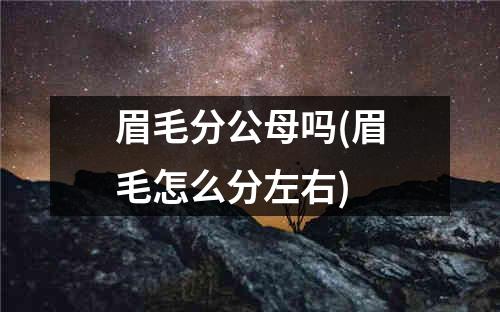 眉毛分公母吗(眉毛怎么分左右)