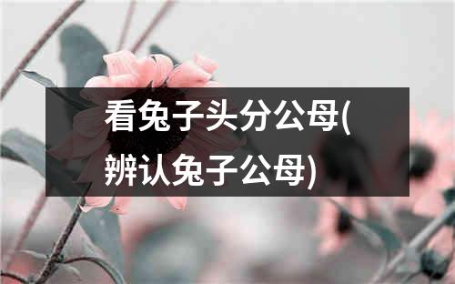 看兔子头分公母(辨认兔子公母)