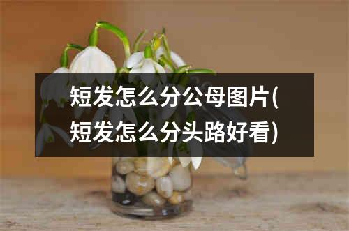 短发怎么分公母图片(短发怎么分头路好看)